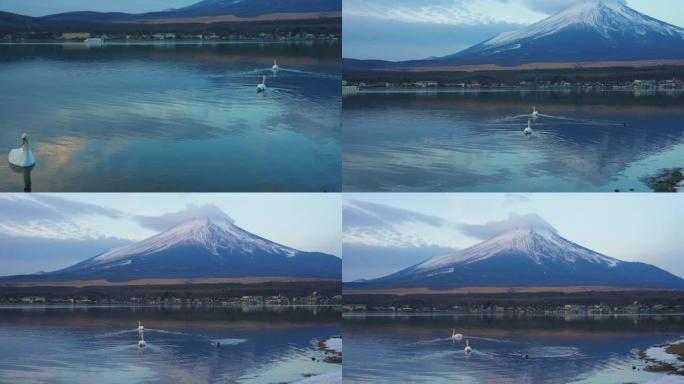 山中湖和富士山的天鹅