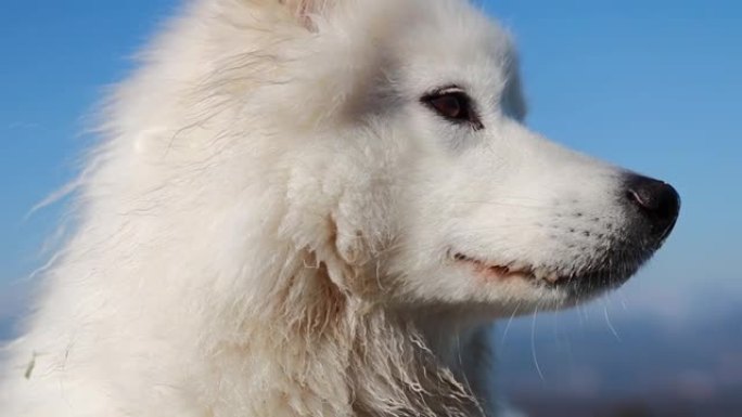 萨摩耶犬在阳光明媚的日子里四处张望的特写