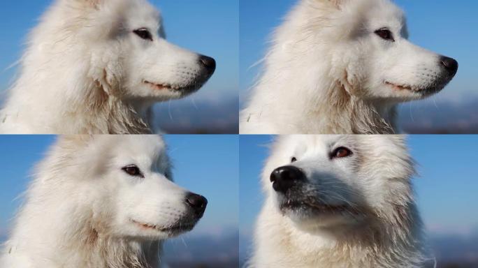 萨摩耶犬在阳光明媚的日子里四处张望的特写