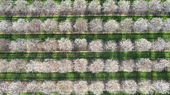 每年春天的五月中旬，威斯康辛州门县的樱花园都会盛开。
