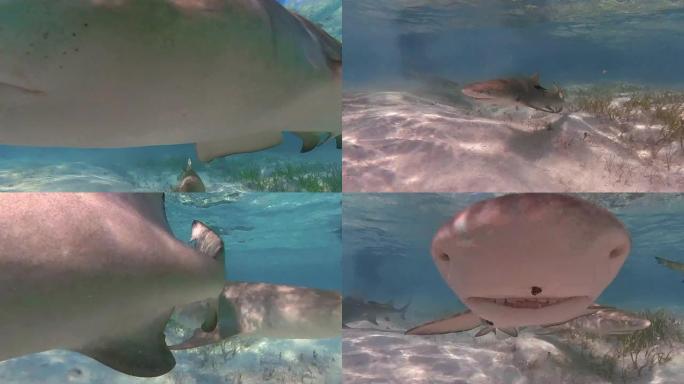 巴哈马北比米尼浅水中的柠檬鲨 (Negaprion brevirostris) 的4k视频