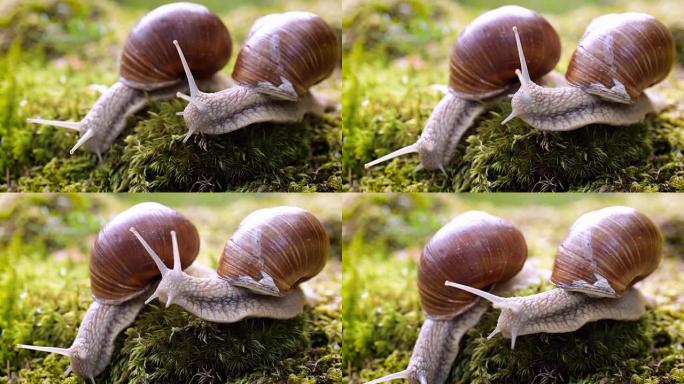 螺旋鲳，罗马蜗牛，勃艮第蜗牛