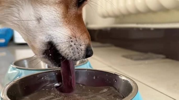 狗喝汤的慢动作
