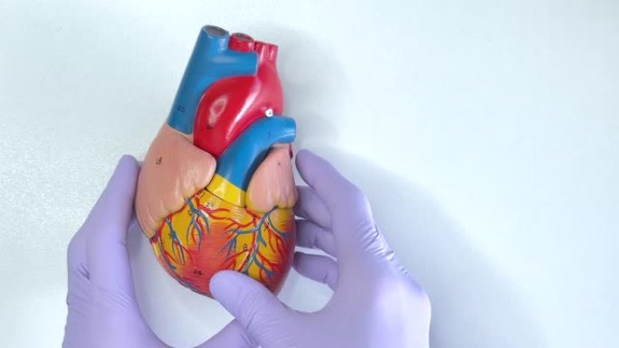 人类心脏模型