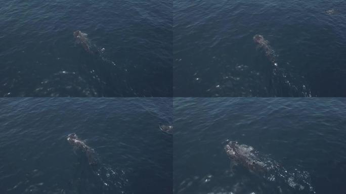 鲸鱼和鲨鱼游泳的常规无人机镜头