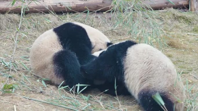大熊猫正在战斗