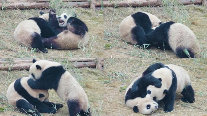 大熊猫正在战斗