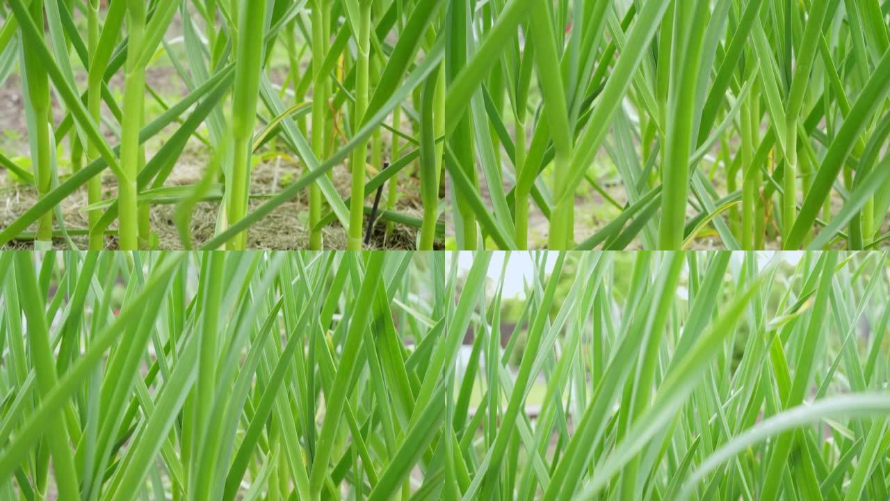 倾斜视图向上移动绿色新鲜多汁的大蒜茎和叶生长在花园床上的土壤中。环境、生态问题