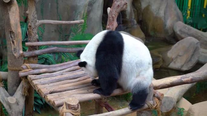 大熊猫搞笑谁在木板上刮屁股