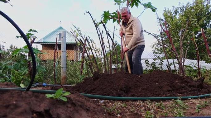 男子用铲子挖醋栗灌木进行移植。秋天的花园工作