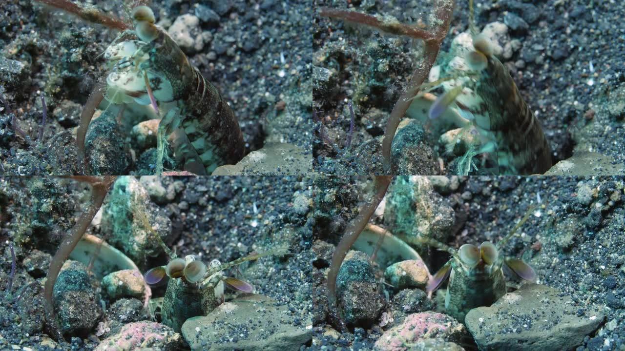 特写孔雀螳螂虾坐在水下海底的洞里。