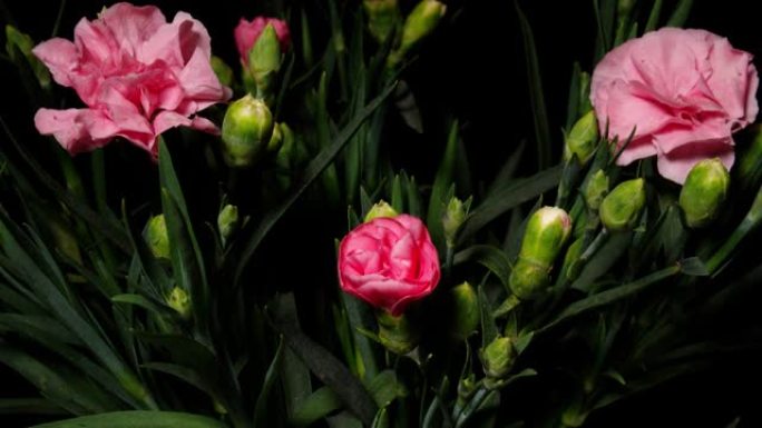 盛开的粉红色康乃馨花朵的延时镜头孤立在黑色背景上，许多花朵盛开或枯萎，4k视频