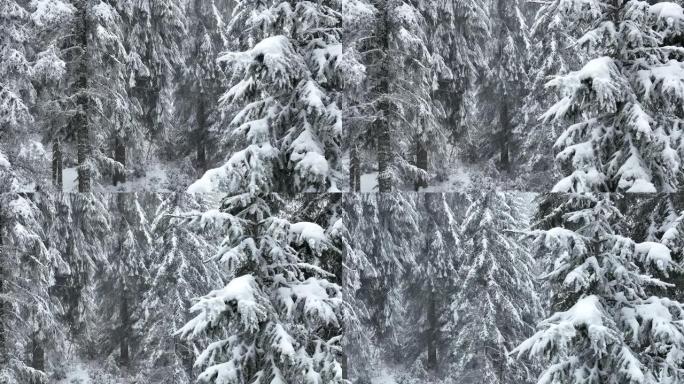 空中俯视无人机拍摄了斯洛伐克塔特拉山脉积雪覆盖的松树和云杉森林。自然与生态概念形象中的美。