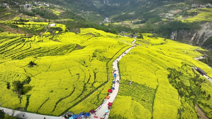 湖北恩施大峡谷田凤坪油菜花海航拍4K