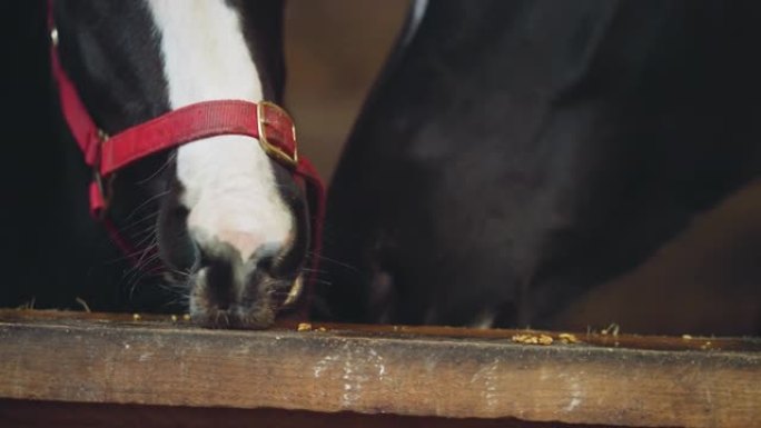 黑白马在木板上吃零散的食物