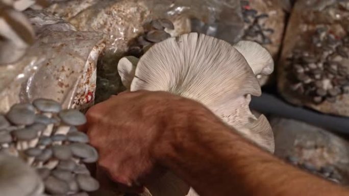 农民在蘑菇温室中收获牡蛎蘑菇的特写。