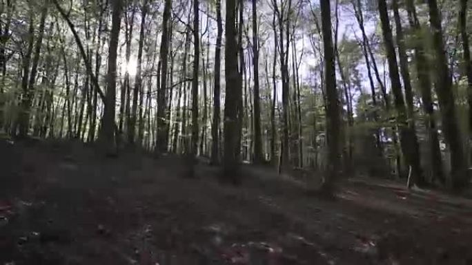 春天开花期间落叶树的小树林