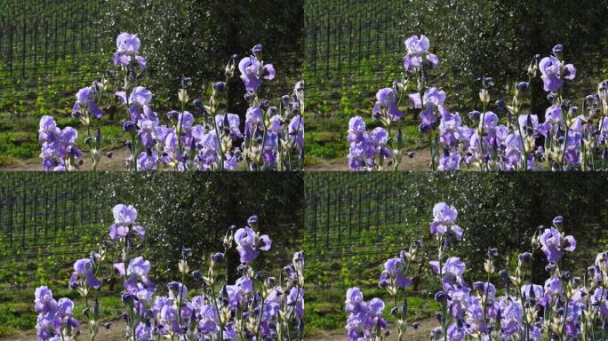 在托斯卡纳的基安蒂地区，紫色的鸢尾花随风摇曳，背景是橄榄树和葡萄园。鸢尾 (iris Pallida