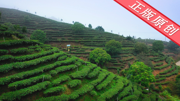 茶山 实拍茶园 茶山风光 茶田