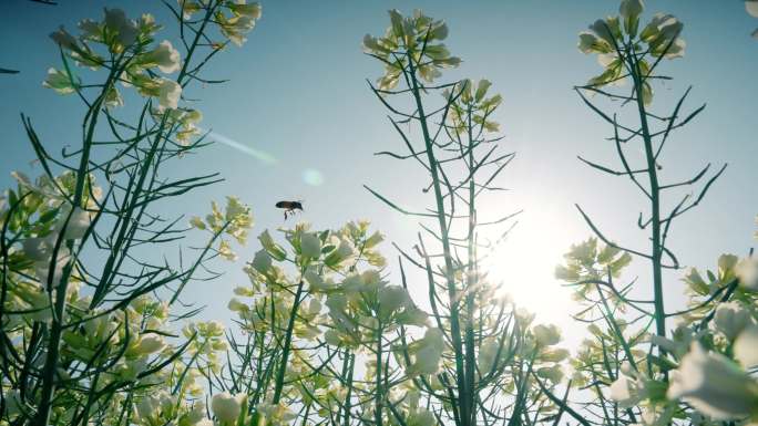 油菜花蜜蜂O