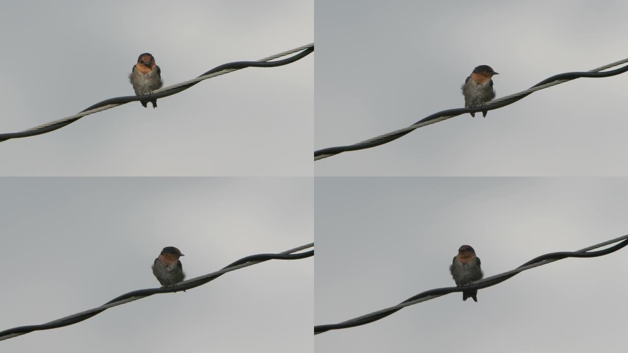 一只太平洋燕子 (Hirundo tahitica) 在强风吹拂时栖息在电线上