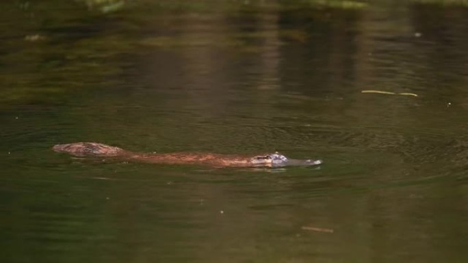 鸭嘴兽-Ornithorhynchus anatinus，鸭嘴鸭嘴兽，在湖中游泳的带有鸭嘴和扁平鳍尾