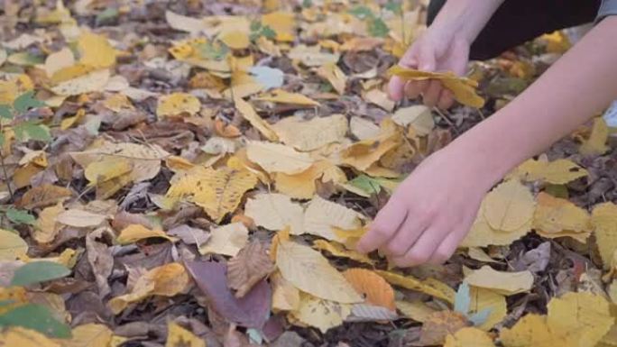 男孩捡起秋天的树叶