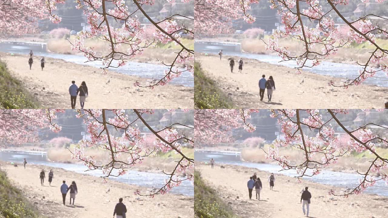 4K: 在日本河津河欣赏樱花的人们