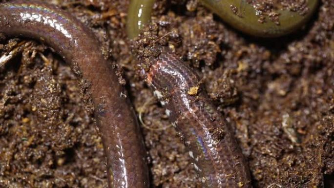 红尾管蛇Cylindrophis ruffus吃亚洲沼泽鳗鱼Monopterus albus