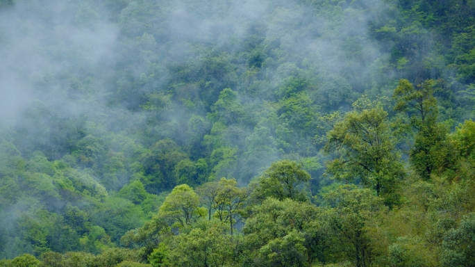 4k下雨自然风景雾气山景雨后清新绿植空镜