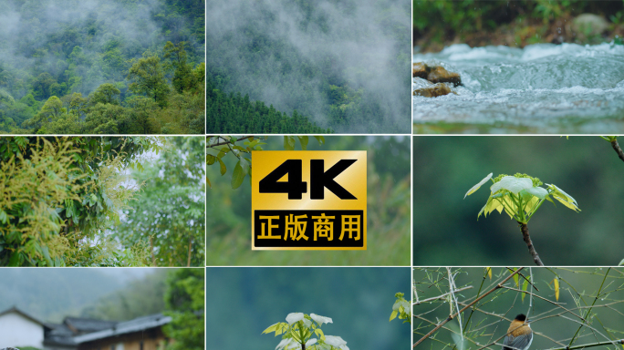 4k下雨自然风景雾气山景雨后清新绿植空镜