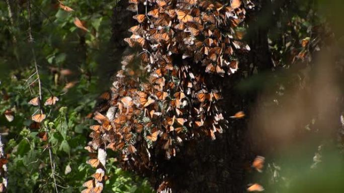 在阳光明媚的日子里，帝王蝶(Danaus plexippus)的电影镜头