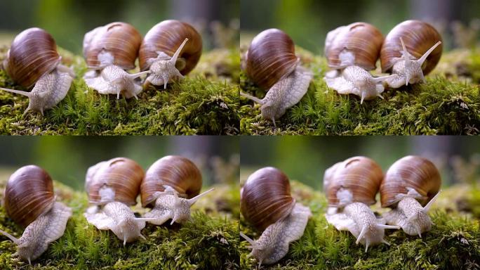螺旋鲳，罗马蜗牛，勃艮第蜗牛