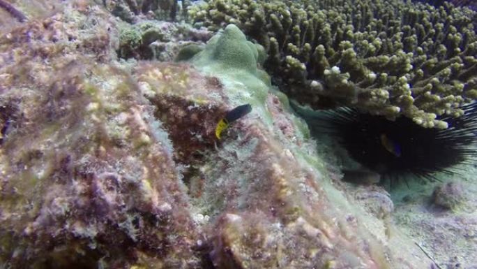 珊瑚在其自然栖息地中栖息着各种美丽的鱼类。