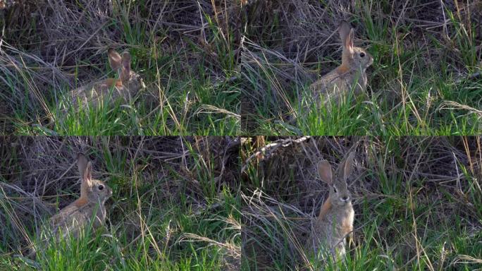 沙漠棉尾兔静止地坐在一片绿草丛中，吃东西，然后被警觉到声音并坐在它的后腿上