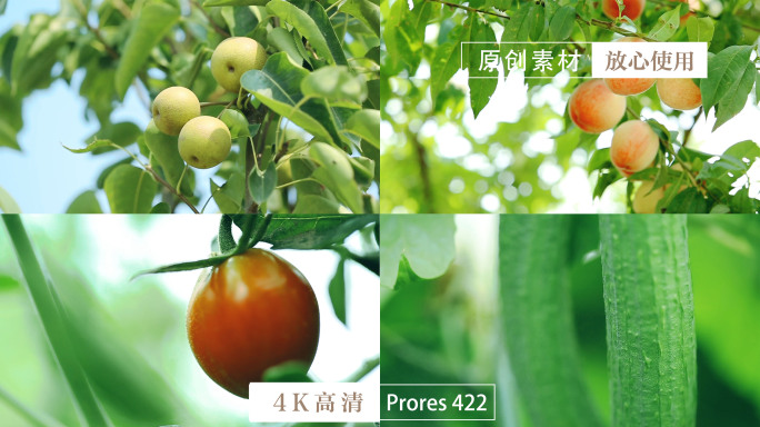 [20镜头]瓜果蔬菜小菜园