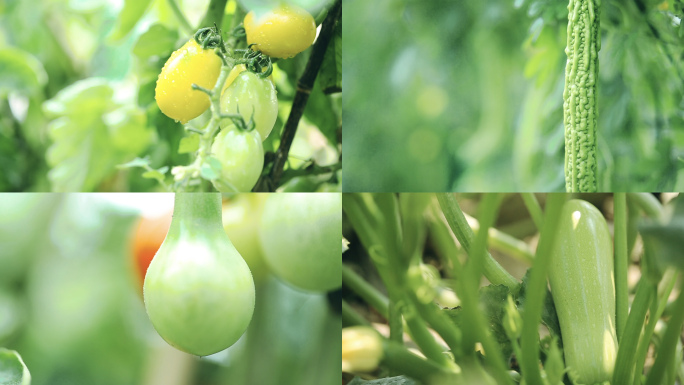 [20镜头]瓜果蔬菜小菜园