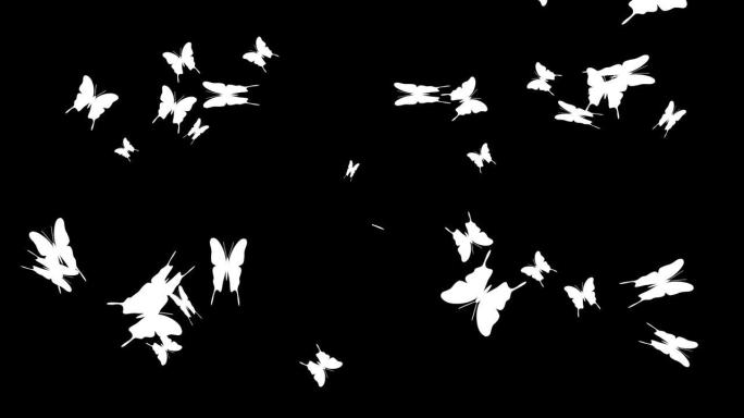 春天。黑色背景上的白色飞蝶。彩色键上的动画抽象插图。无缝回路