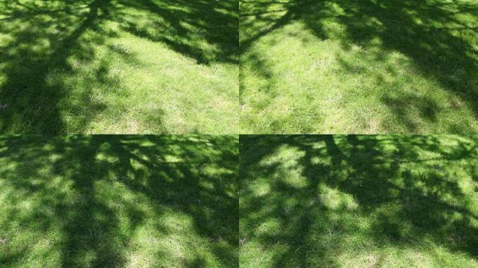 树影在草坪上移动，延时