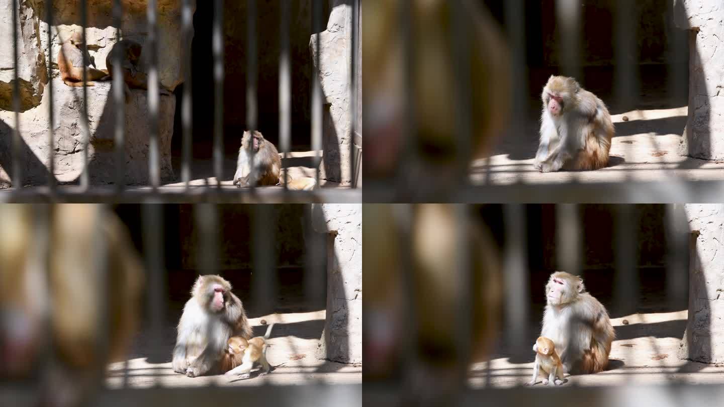 动物园里的猴子4K高清素材