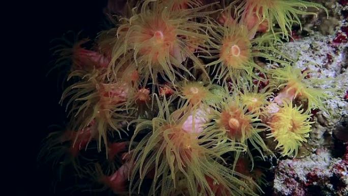 一只红色凸礁蟹在明亮的礁石上移动