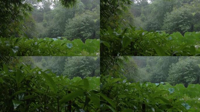 雨水落在中国成都植物园的树上，大树和大叶