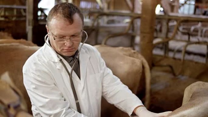 男兽医戴上听诊器听牛的心肺