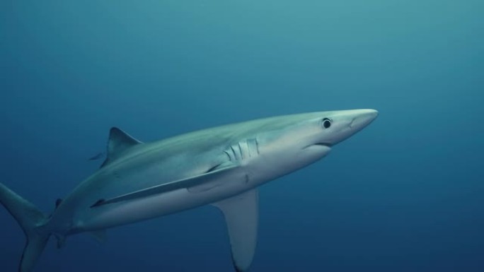 大型蓝鲨捕食者转向水下相机，以慢动作游过大西洋