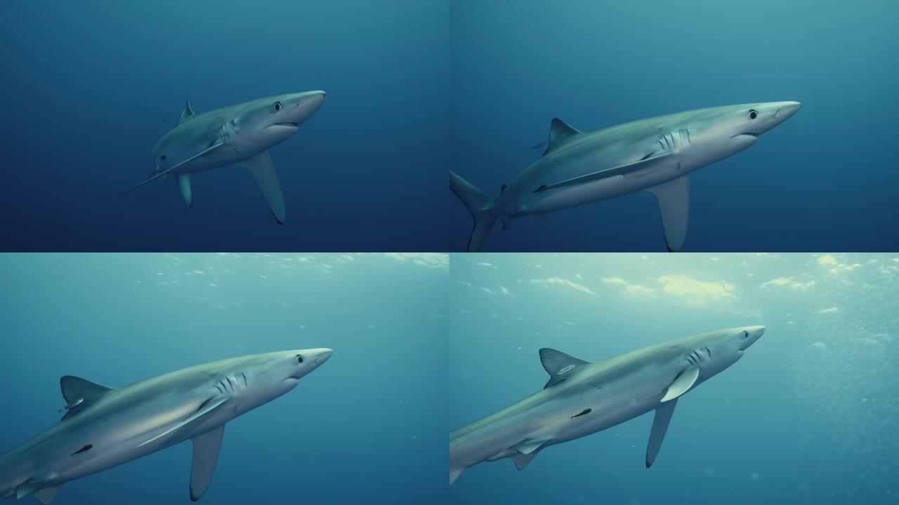 大型蓝鲨捕食者转向水下相机，以慢动作游过大西洋