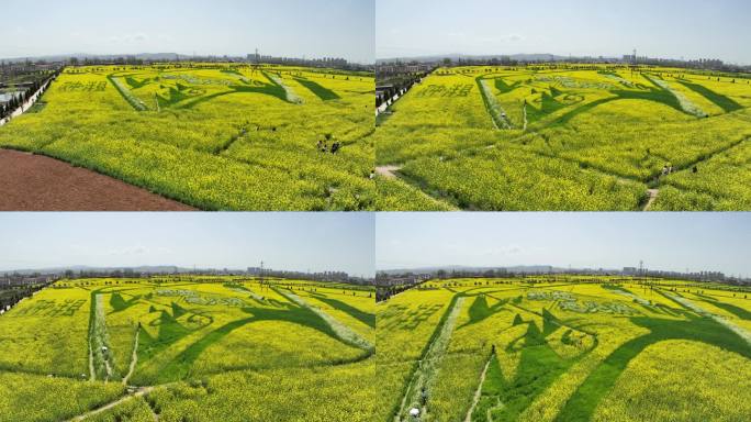 4k高清汉中洋县油菜花海