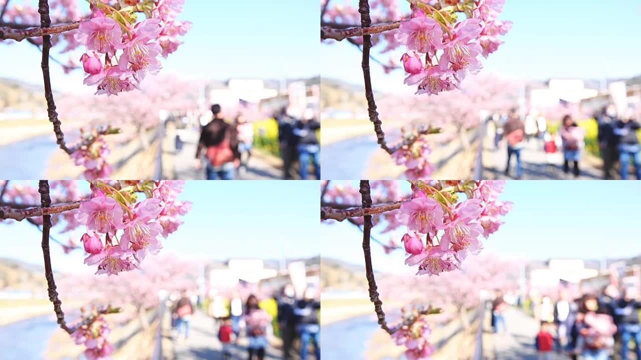 在日本河津河欣赏樱花的人们