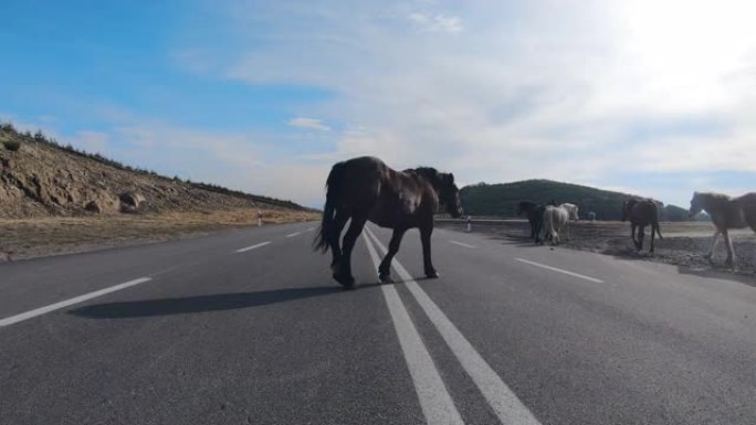 夏天，马在草地附近的柏油路上穿越。