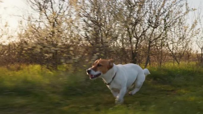 狗杰克罗素梗 (Jack Russell Terrier) 沿着乡间小路跳着走麦田绿色，因为他的主人