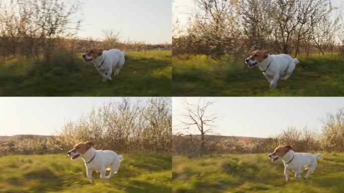 狗杰克罗素梗 (Jack Russell Terrier) 沿着乡间小路跳着走麦田绿色，因为他的主人